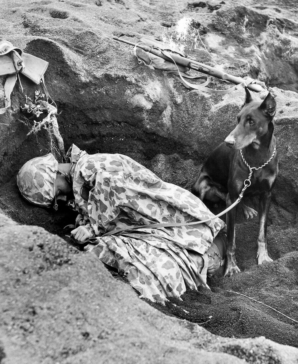 A Doberman pinscher and U.S. Marine War Dog named 'Butch' stands guard as his handler, Pvt. Rez Hester catches some sleep in a fighting hole on Iwo Jima in February, 1945.

(Photo courtesy of the National Archives)

#USMC #IwoJima #WWII #WarDog #MilitaryDog #Dog