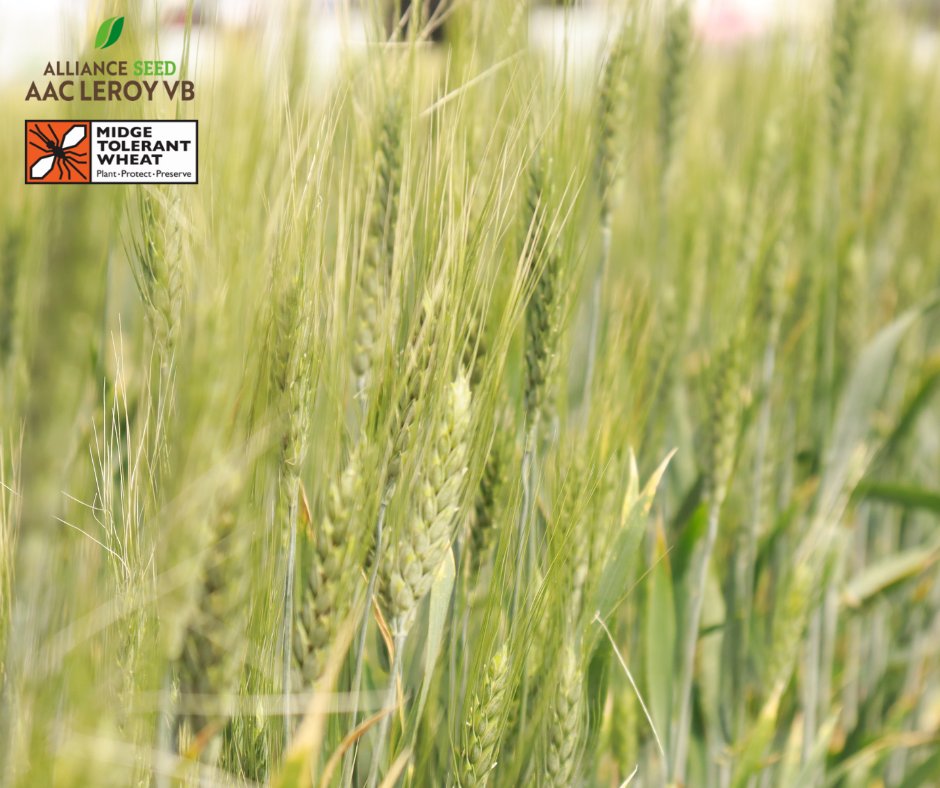From high yields, disease resistance, consistent harvest quality AND midge tolerance, AAC LeRoy VB is the perfect go-to CWRS variety for planting. #AACLeRoyVB #EverySeedStartsAStory