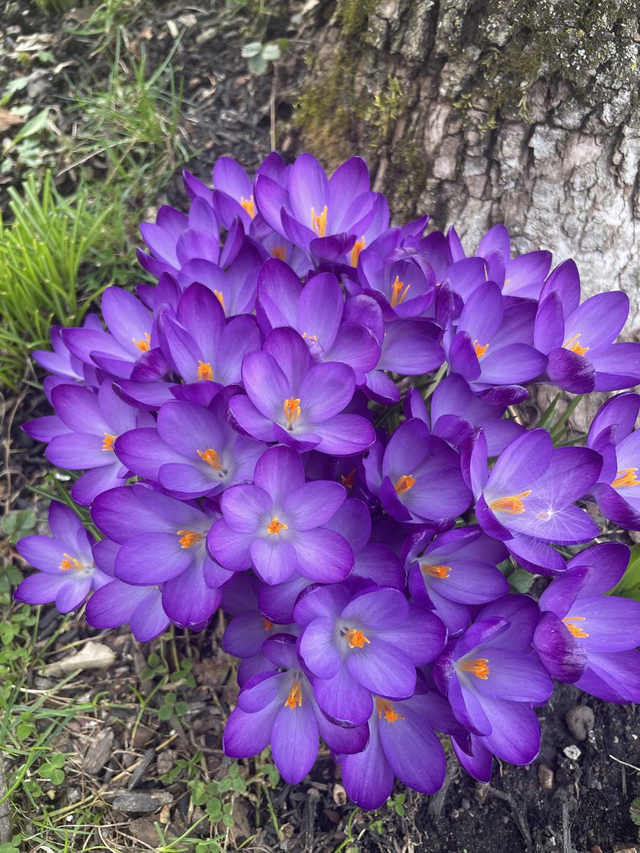 From my yard to you on this last Thursday of winter.