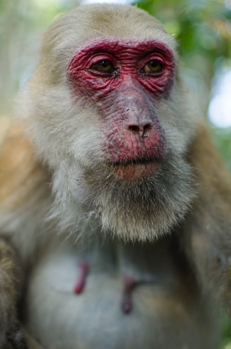 Field studies show social network shrinking in #ageing monkeys🐒 – new study from @BSadoughi and @PrimBehavEcol published @RSocPublishing dpz.eu/en/home/single…