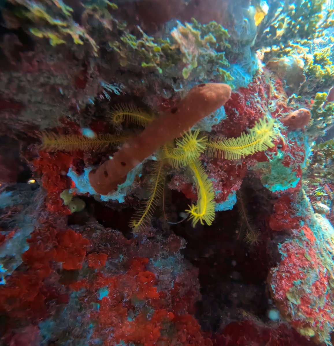 🐠Dive Site: Matanzas Bay 📍Cuba 📸TSD user ‘Ooginator’ 👉thescubadirectory.com/divesiteprofil… #Cuba #GoPro #coral #reef #ScubaDivingMag #PADI #paditv #scubadivelife #scubadive #scubadiving #divelife #scuba #dive #diving #divetrip #divetravel #scubatravel #scubatravellers