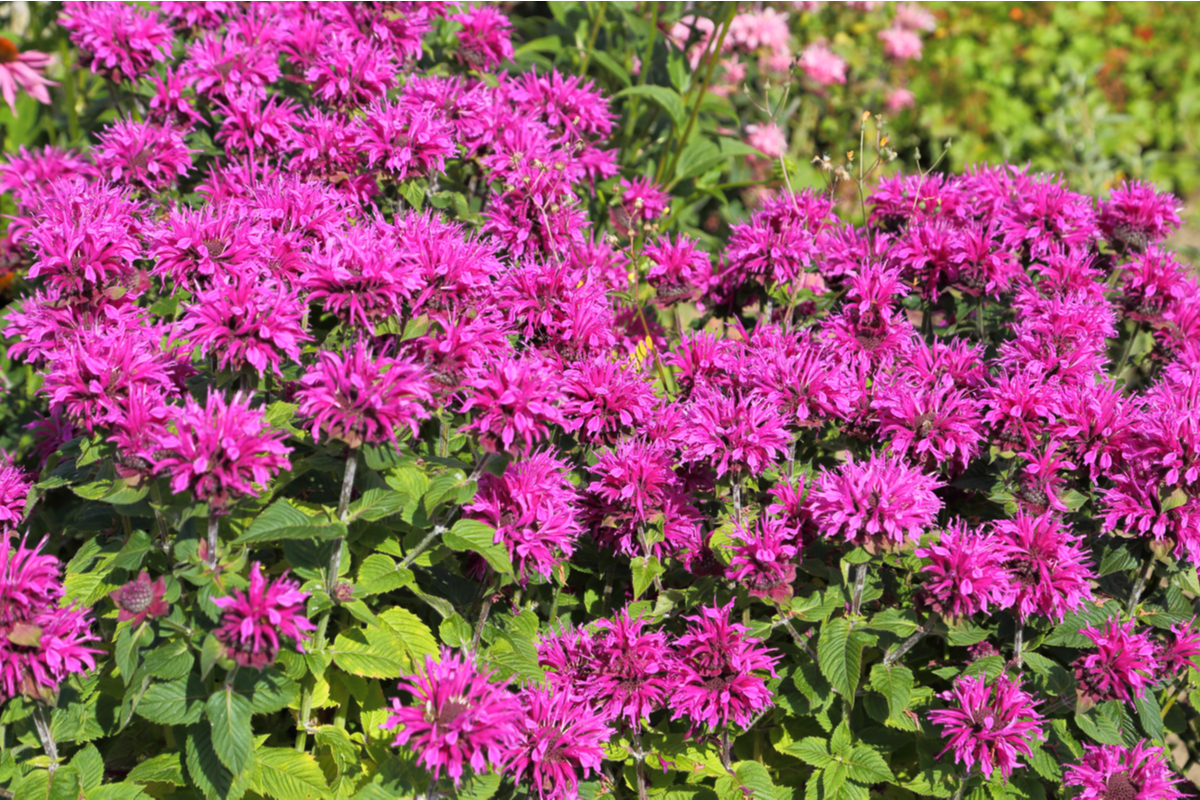 Tuttogreen.it tweet media