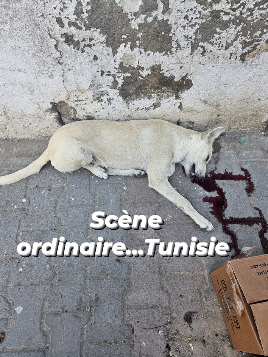 Tunisia Animals Voice tweet media