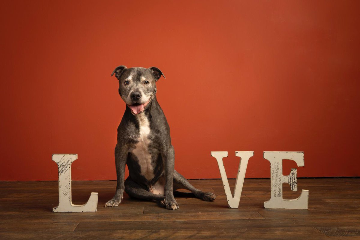 RomeoSuperStafi's tweet photo. All you need is Love!! 😍❤️❤️❤️ #herostaffy #superstaffy #happystaffy #GetTheRawFoodLook #naturesmate #naturesmenu #rawfeddog #love https://t.co/TYUgqDWZCj