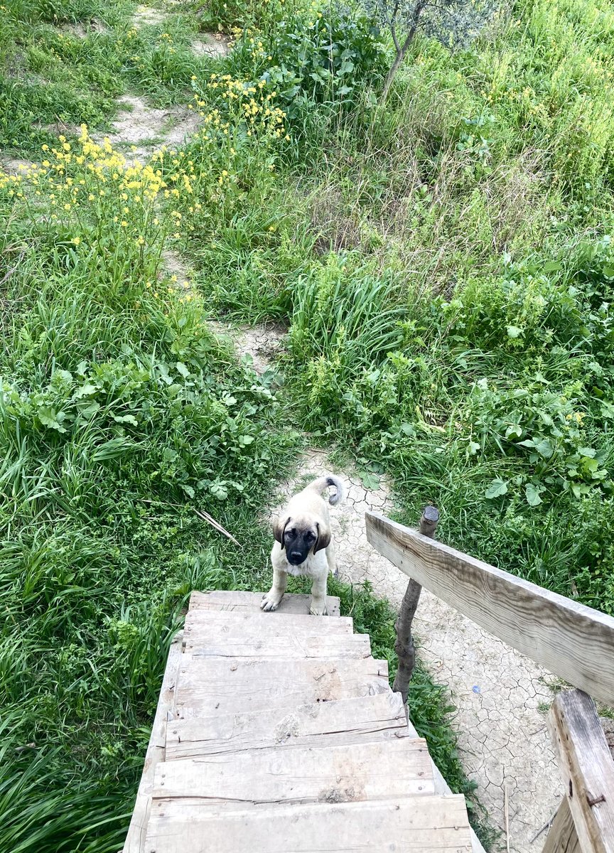 mehmettuluce51's tweet photo. Doğa temelli, doğaya uyumlu ve doğa ile bütünleşmiş doğal yaşam alanım 

Kalabalıklar sizin olsun,  bana  bahar çiçekleri yeter 

Yeni koruma adayım kangal yavrusu ise çok yaramaz https://t.co/9G0rkArx75