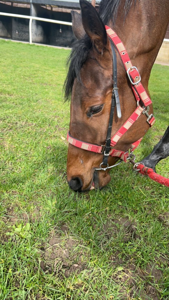 We’re @Southwell_Races today with @LBL_racing’s recent course winner Ignac Lamar, Callum Shepherd rides! #dandyman #bratislava