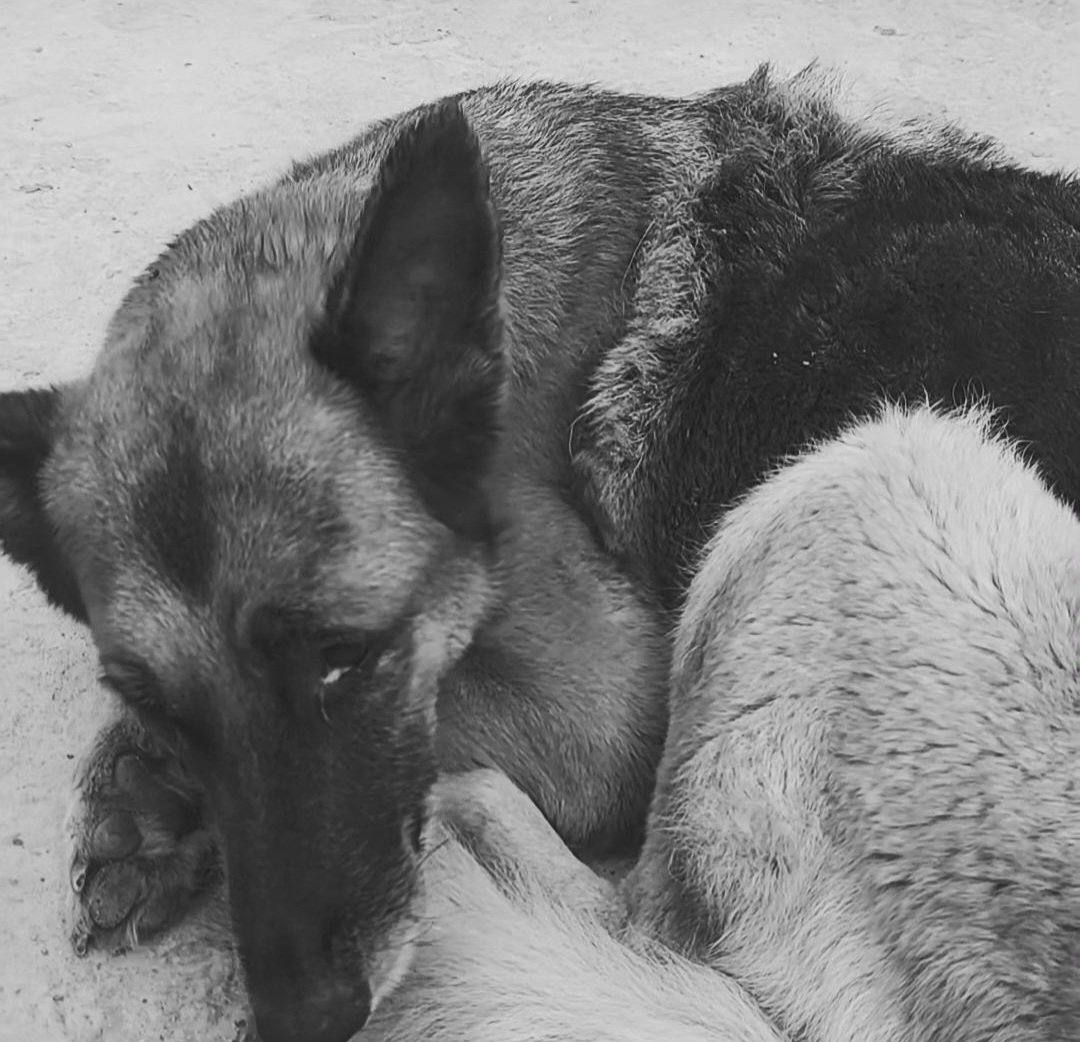 Today I regret to inform you of Banny's departure from this terrestrial plane, unfortunately distemper is a degenerative pathology and every furry person who suffers from it, their fate is uncertain, I thank with all my soul all those who helped, rest in peace little warrior. 💔