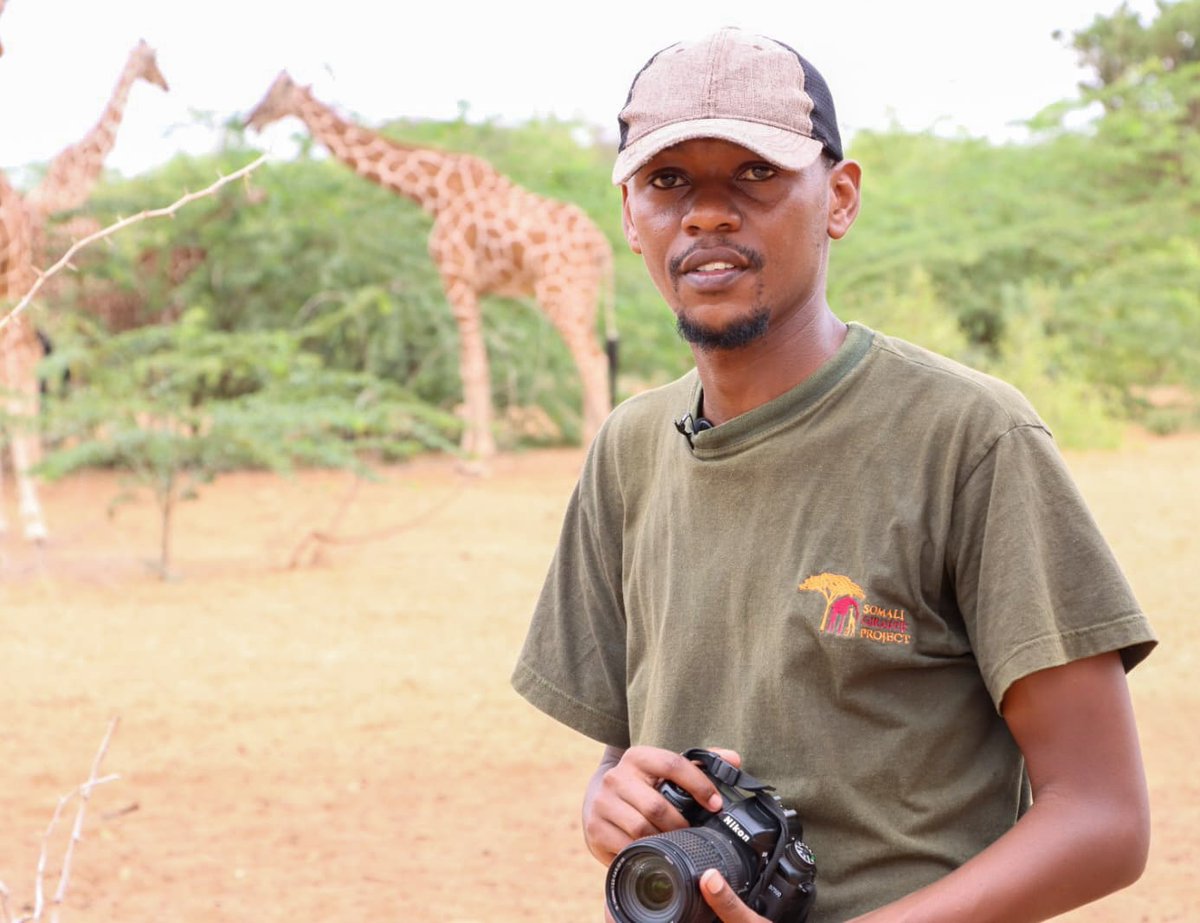 Just another peaceful day with giraffes..