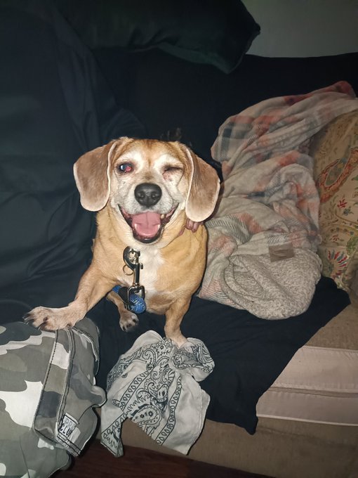 Socks is blind she wishes for a dog stroller. Please share 🙏 Please support my GoFundMe campaign: https://t<a href="/tag/gofundme"class="tags"><span>#gofundme</span></a>