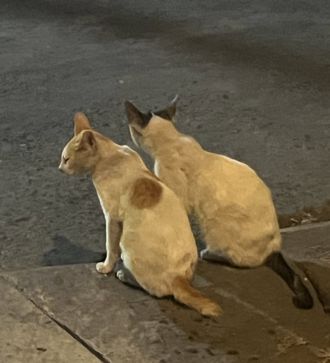 _sheenart_'s tweet photo. walking and saw these cuties even cats give me envy 😿 https://t.co/9e8T6sqVZO