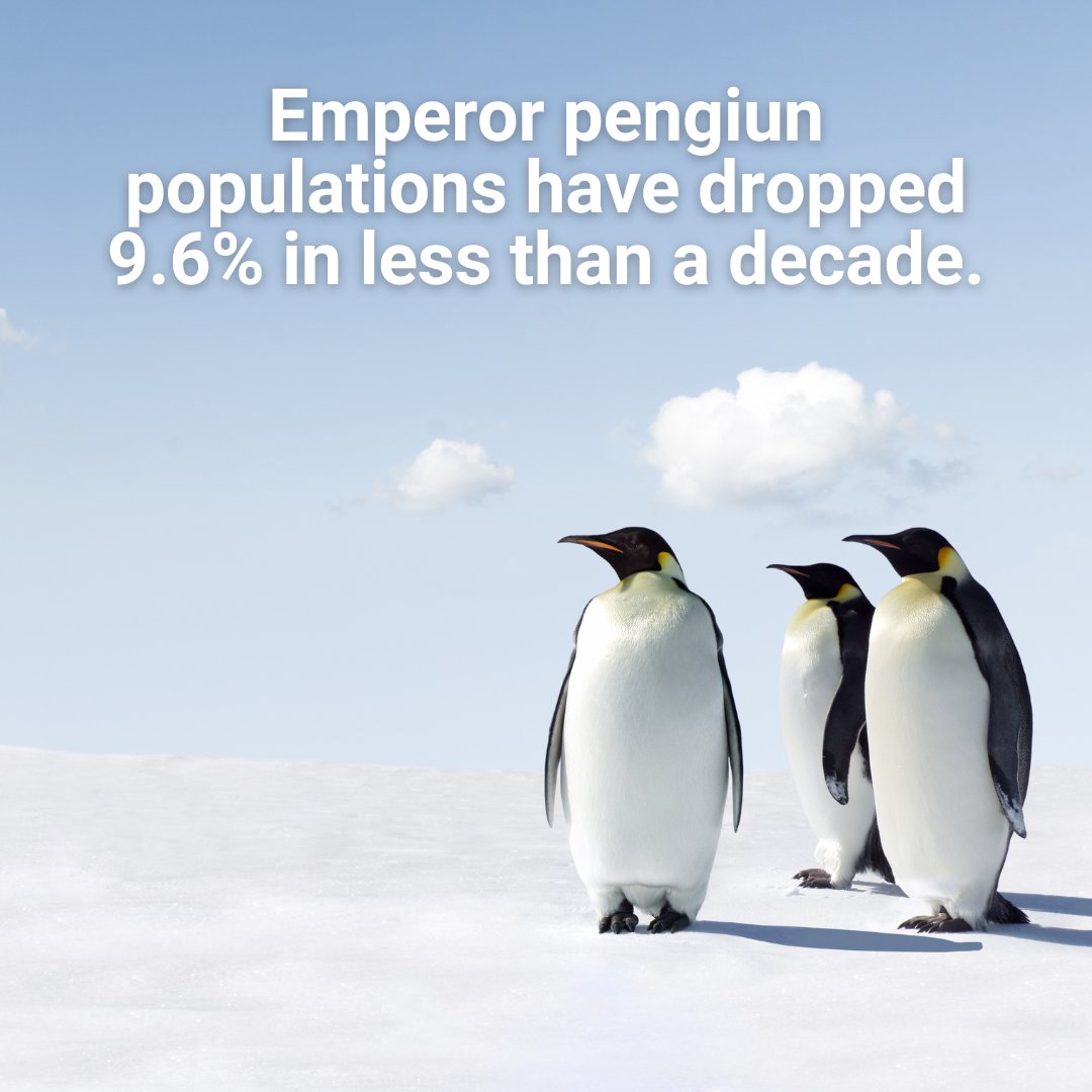 🚨 Emperor penguin populations have declined by 9.6% in under a decade due to melting sea ice habitats from rising temperatures. This alarming study underscores the critical need for immediate climate action to #ProtectAntarctica and its iconic species. 🐧standard.co.uk/news/environme…