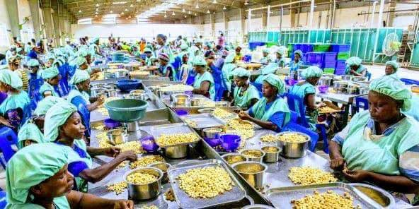 Monafrique8's tweet image. 🥇 En 2022 la Côte d'Ivoire devient le premier producteur mondial de noix de cajou.

Avec plus de 10 usines de transformation d'anacarde le pays crée plus de 100 000 emplois dans le secteur.

Bravo ADO ! 🌰🇨🇮 

#CôtedIvoire #NoixDeCajou #Emplois #gouvci #CIV225