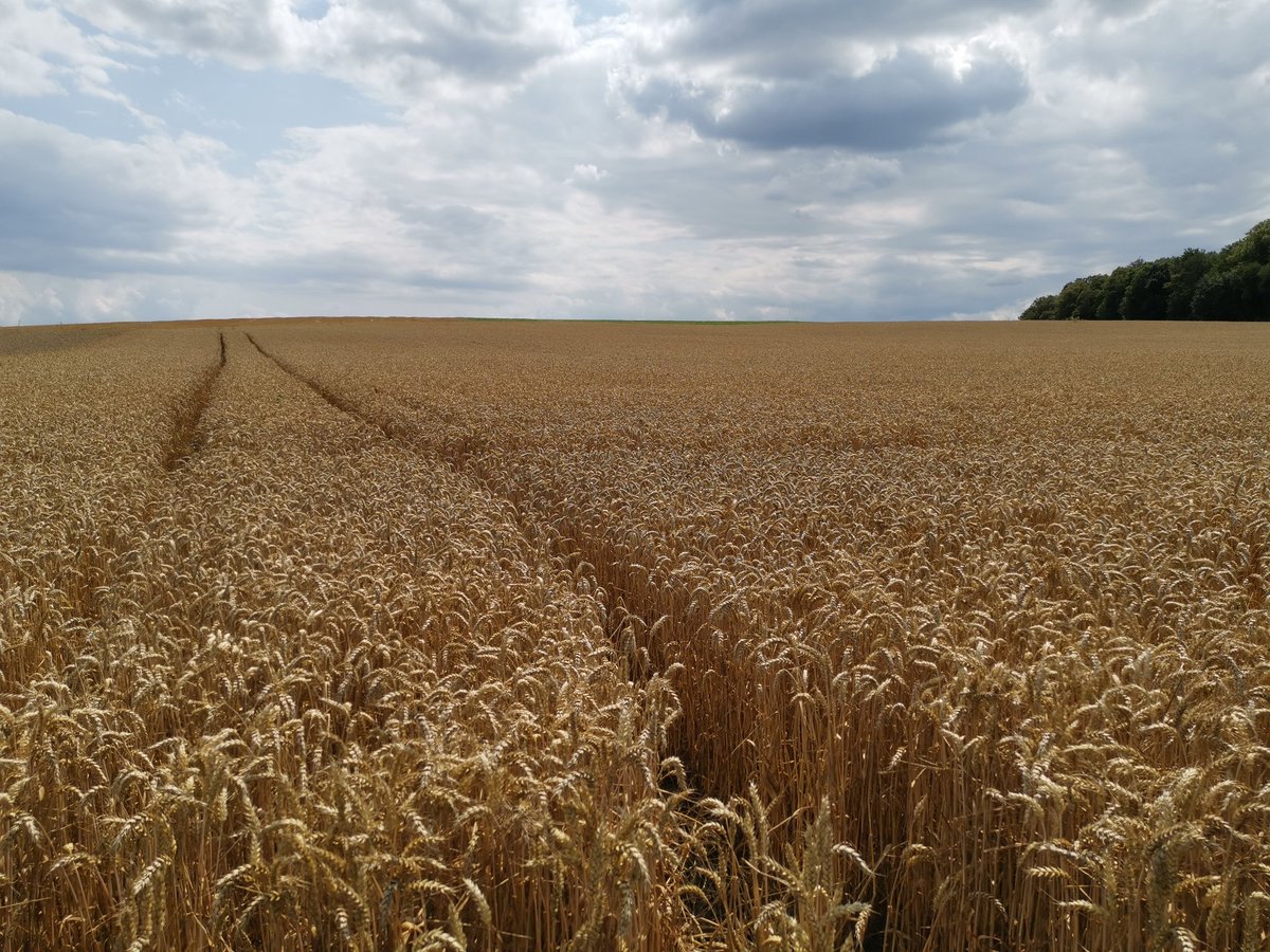 Pittiplatsch 🇩🇪🚜👨🏻‍🌾🤝🏻 tweet media