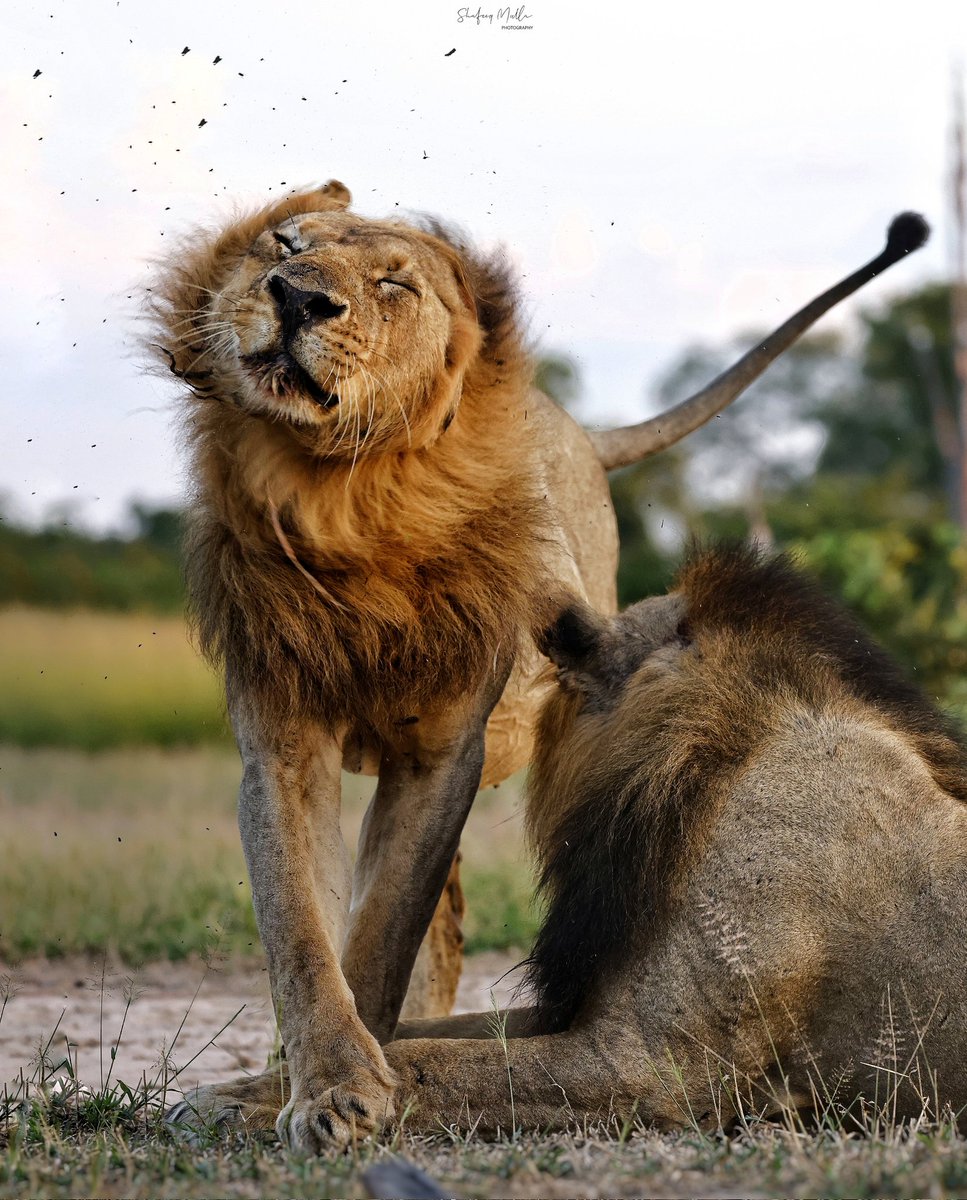 Mane Tosser
#southluangwa #Zambia