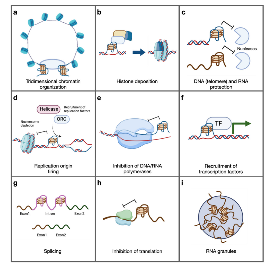 Genome-Instability&Human-Pathologies (@gpathologies) on Twitter photo A new review from the <a href="/GPathologies/">Genome-Instability&Human-Pathologies</a> group! ➡️ Summarizing all the relevant aspects of G-quadruplex biology by combining/discussing results from different works expecially cutting-edge experimental evidence.
Take a look! A new review from the <a href="/GPathologies/">Genome-Instability&Human-Pathologies</a> group! ➡️ Summarizing all the relevant aspects of G-quadruplex biology by combining/discussing results from different works expecially cutting-edge experimental evidence.
Take a look!