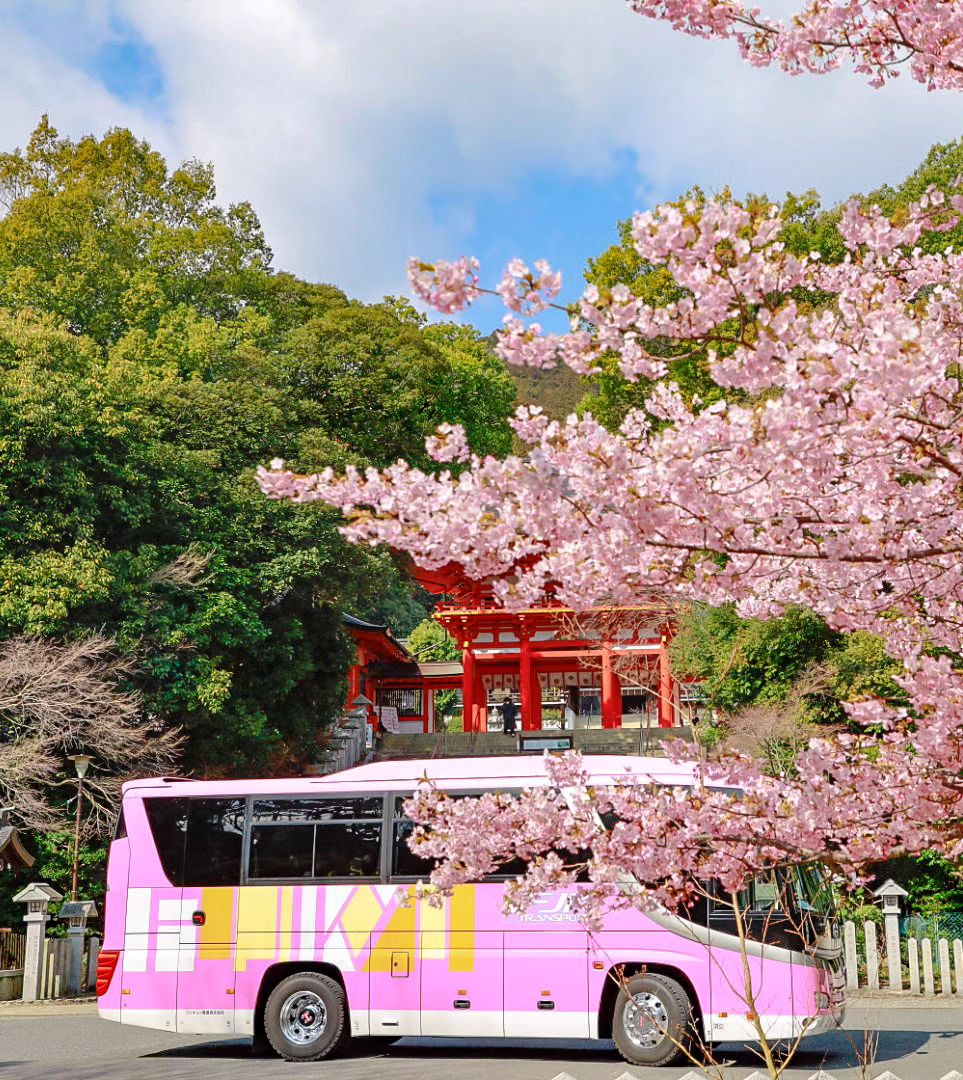 心おどる桜観光 Photo by t.zunko53 Location：近江神宮（滋賀県大津市