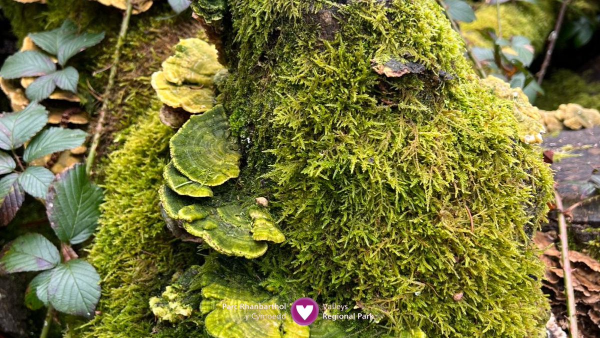 Part of our mission to help develop a greener, healthier South Wales Valleys is to create thriving ecosystems for flora and fauna alike — including Cerrena unicolour, also known as mossy maze polymore 😲🍄 📍@BryngarwCP