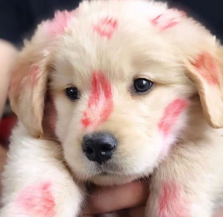 Deno ⟡ ˖ 𓈒𓏸 fan tweet media