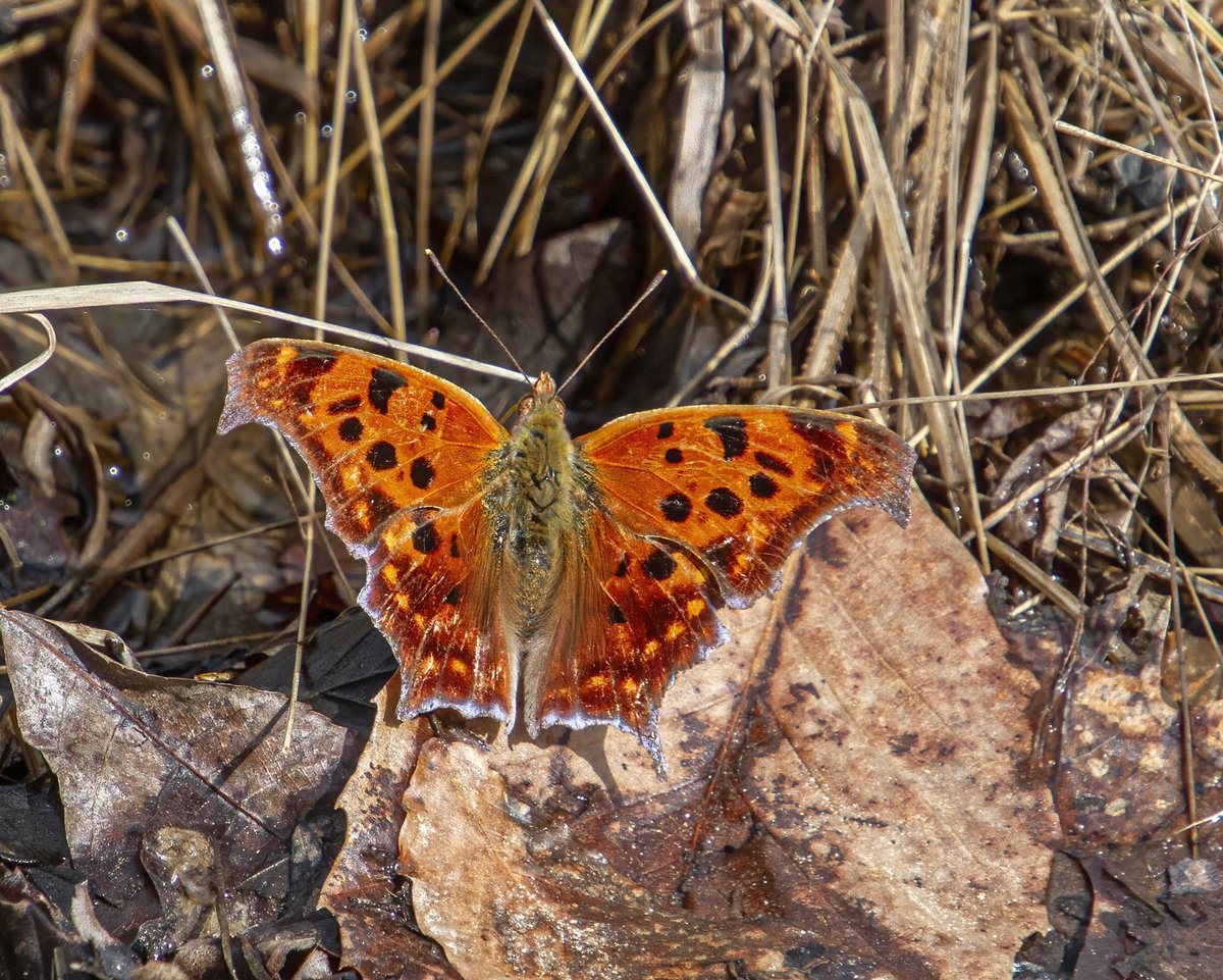 MichaelQPowell1's tweet photo. I was delighted to spot this beautiful Question Mark butterfly on 13 March 2024 at Prince William Forest Park in Northern Virginia. #butterfly #NaturePhotography #questionmarkbutterfly https://t.co/Ndggt3AR3R