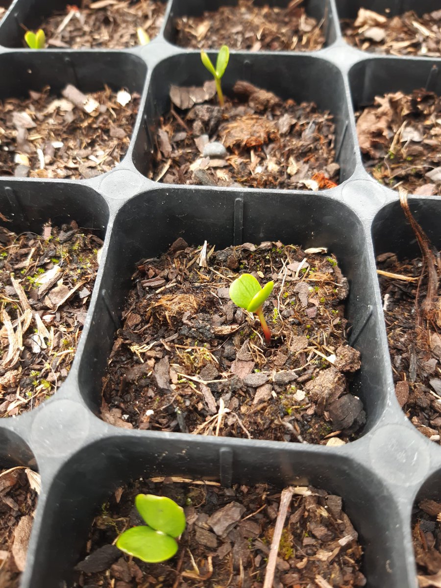 Plántulas de pies selectos de #sorbusdomestica con potencial doble aptitud, recogida en #Soria, #Burgos, #Segovia y #León. Evaluación de descendencia para obtener materiales vegetales con potencial agroforestal en zonas despobladas de clima ingrato <a href="/SorbusBosques/">Sorbus Bosques Multifuncionales</a>