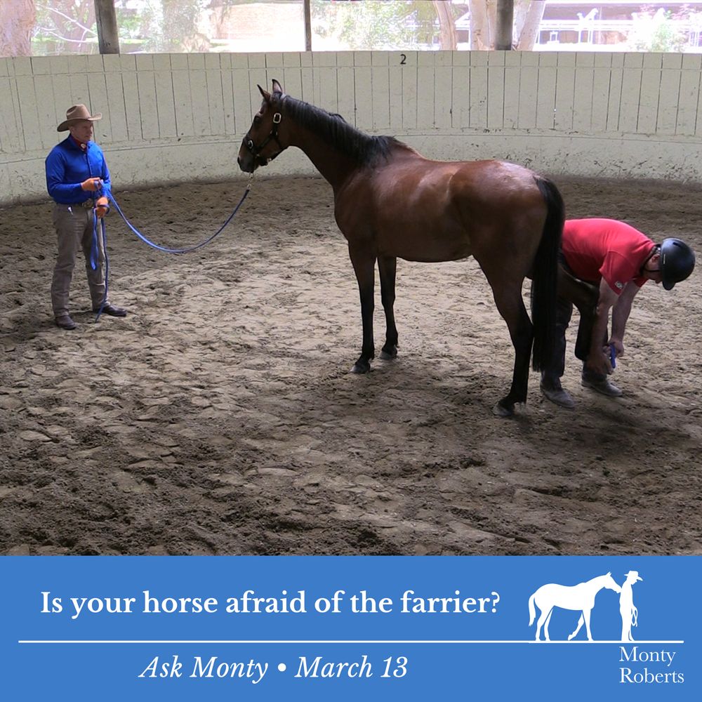 Question: Is your horse afraid of the farrier? Read Monty's answer in the Ask Monty Q&A: montyrobertsuniversity.com/q_and_a Have your own question for Monty? 👉 Send it to askmonty@montyroberts.com #MontyRoberts #AskMonty #StartingNotBreaking