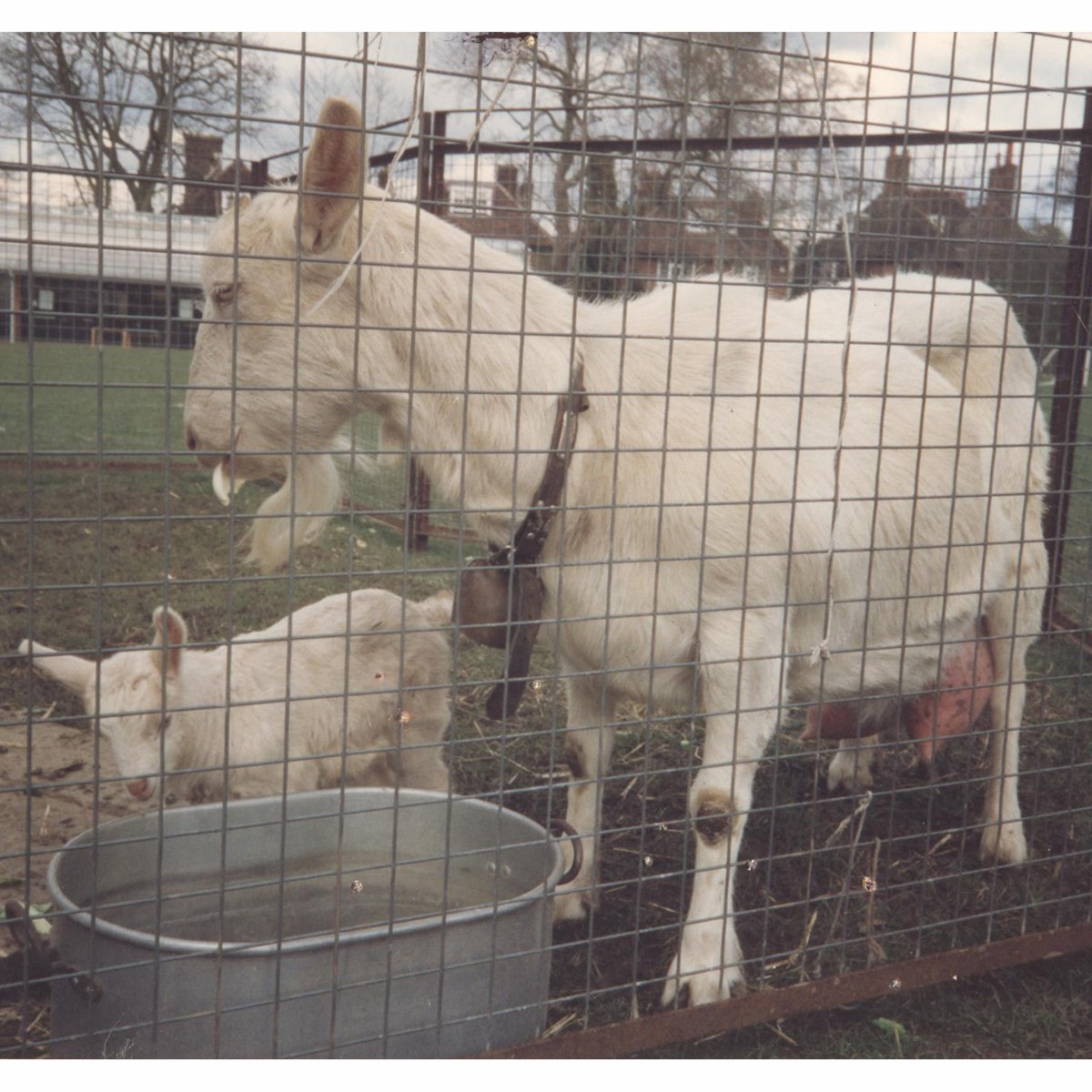 The King Alfred School Archives tweet media