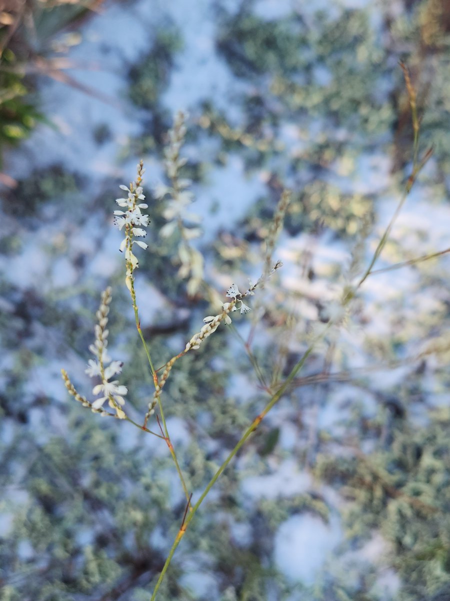 The first species of our new Project Spotlight Series is Polygonella basiramia (Wireweed). Our partners at <a href="/BokTower/">Bok Tower Gardens</a> and <a href="/ArchboldStation/">ABS</a> are working to complete population monitoring, seed &amp; leaf tissue collection, &amp; germination trials to support this federally listed species.