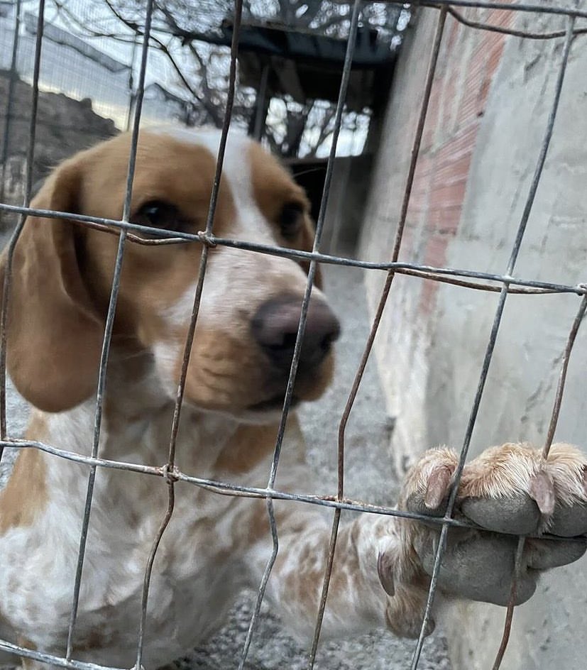 lastradacasa's tweet photo. Per Yoghi la vita dentro un recinto, da solo, senza avere l’affetto di una famiglia, è straziante.

Aiutateci a trovargli una casa! 🏠
È adottabile in tutta la Sardegna, Nord e centro Italia 

‼️ Per informazioni contattare su whatsapp questo numero: +393925544009 https://t.co/ky4eVcn0sx