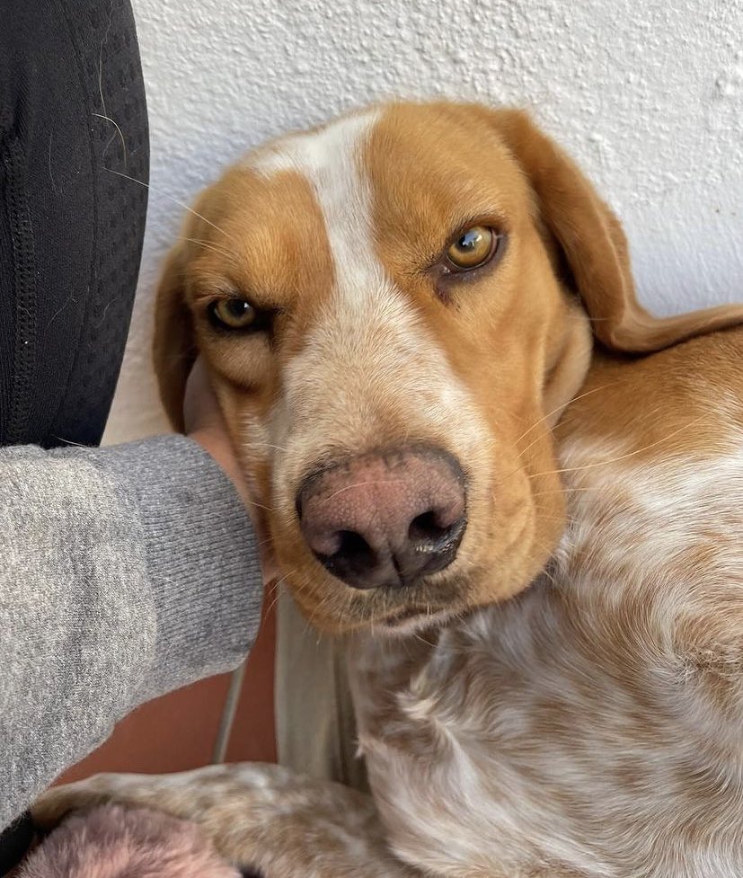 Per Yoghi la vita dentro un recinto, da solo, senza avere l’affetto di una famiglia, è straziante.

Aiutateci a trovargli una casa! 🏠
È adottabile in tutta la Sardegna, Nord e centro Italia 

‼️ Per informazioni contattare su whatsapp questo numero: +393925544009