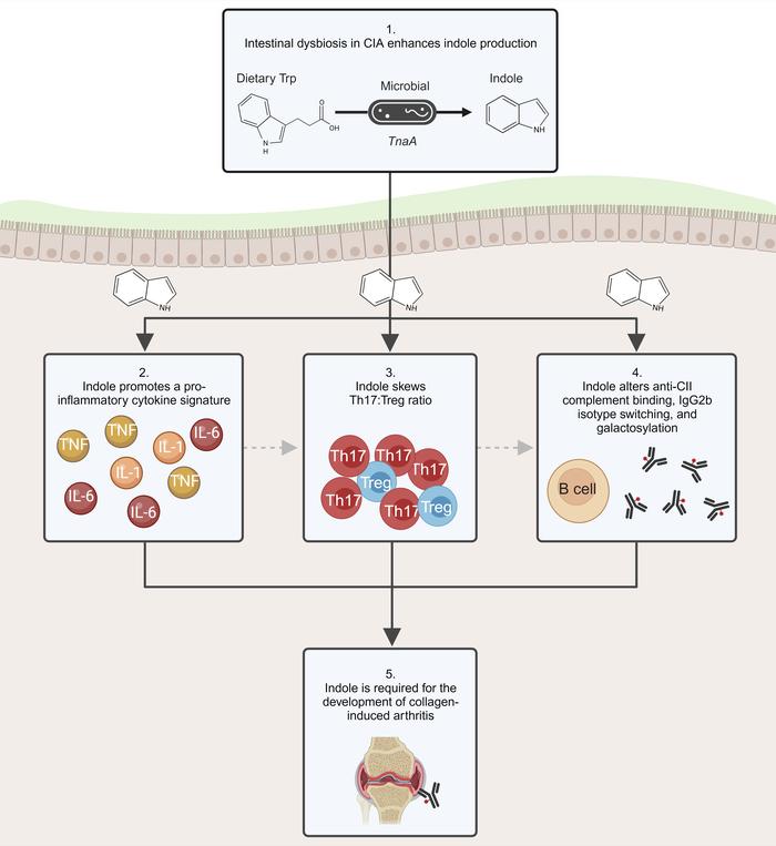 #NIAMSfunded news: 
A study from <a href="/cudeptmedicine/">CU Department of Medicine</a> explains how gut bacteria can break down tryptophan, a common amino acid found in most diets, into an inflammatory chemical that leads to collagen-induced arthritis in mice. 

Read the #OpenAccess paper: jci.org/articles/view/…
