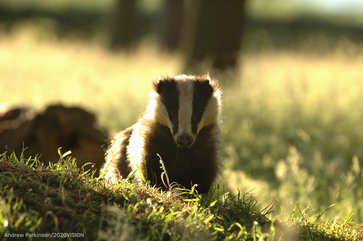 We are disappointed at the UK Government’s proposals to continue the culling of badgers. We understand that bovine tuberculosis is a major concern, and we should be working collectively to control it, but as we’ve always maintained culling badgers isn’t the right way. (1/2)
