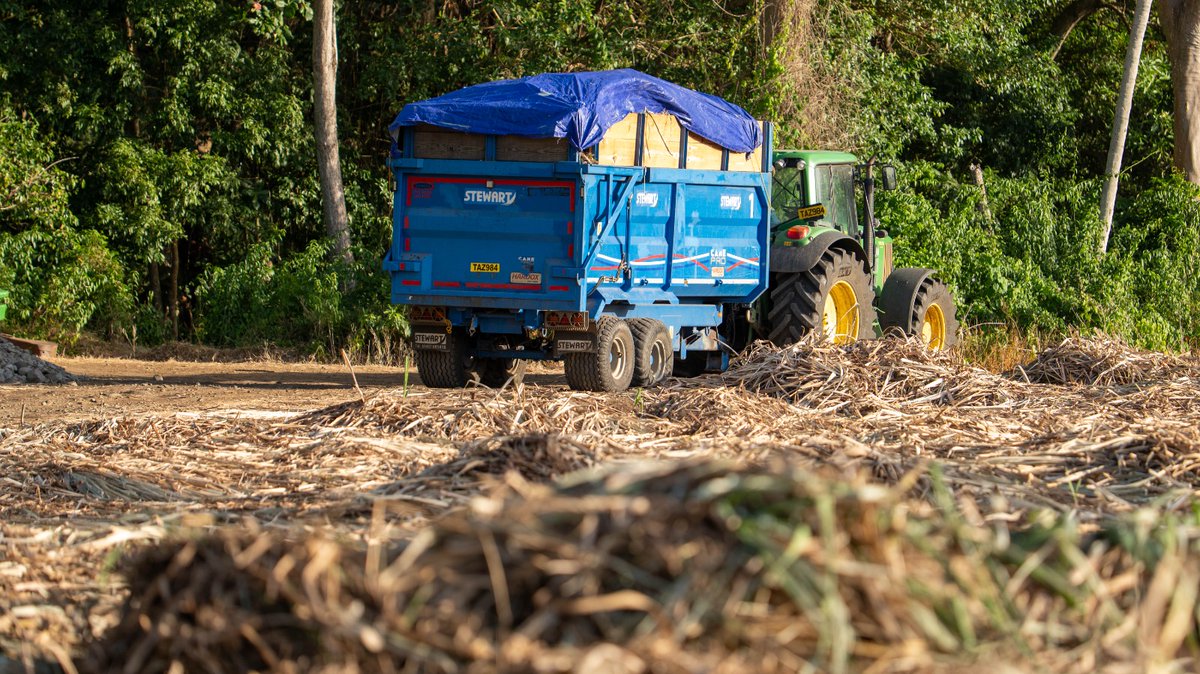 Freshly cut sugarcane on its way to become natural rum.