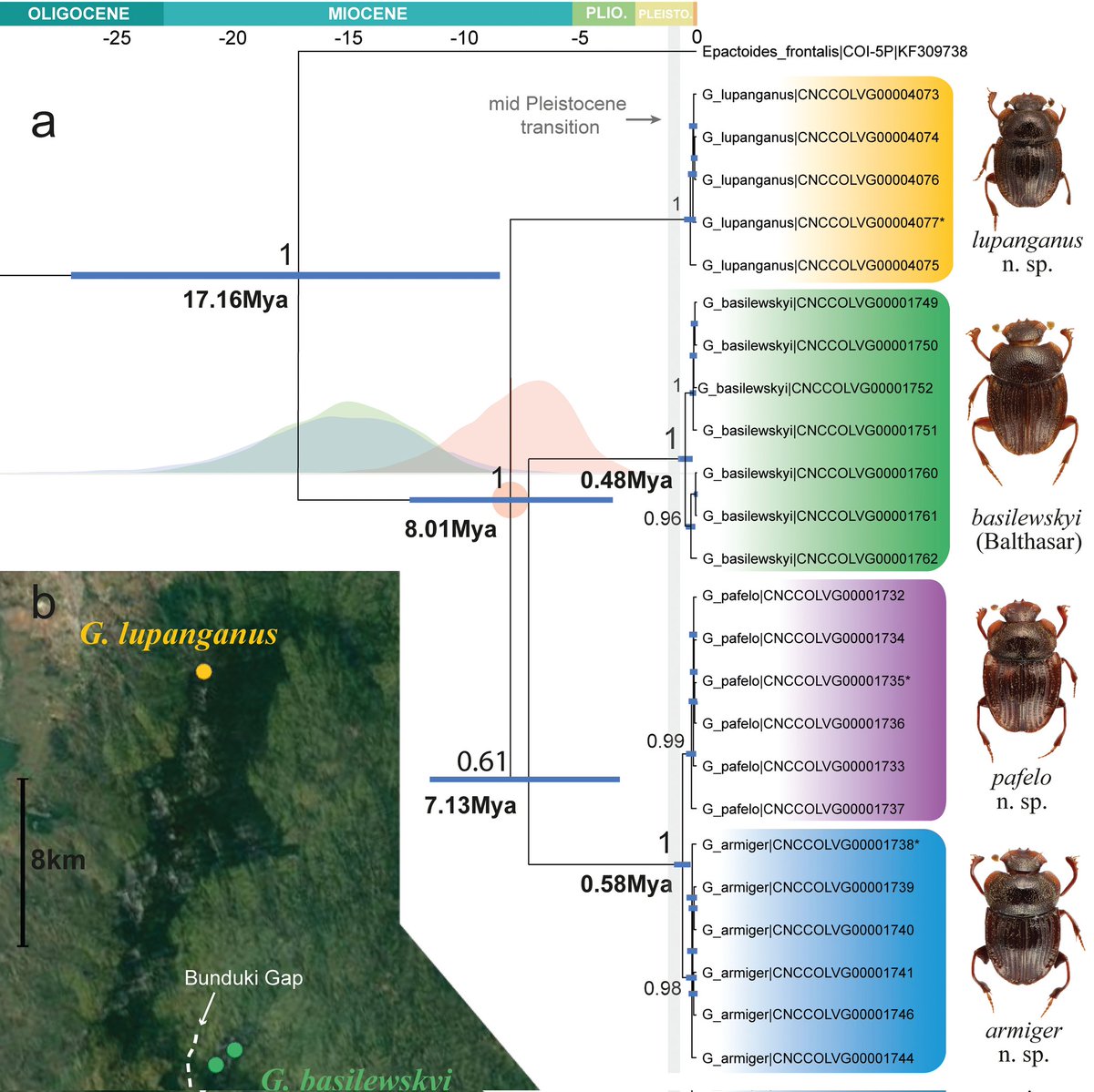Dr Conrad P.D.T. Gillett 🇪🇺 (@coleopteriste) on Twitter photo Investigation of microallopatric #speciation in a genus of scarab #dungbeetles occurring in a fascinating montane area of endemism in tropical East #Africa, with description of 3 new species, by colleagues <a href="/_G_Montanaro/">Giulio Montanaro</a> <a href="/michross83/">Michele Rossini</a> <a href="/tarasov_sergio/">Sergei Tarasov 🇺🇦</a> et al. doi.org/10.1093/isd/ix… Investigation of microallopatric #speciation in a genus of scarab #dungbeetles occurring in a fascinating montane area of endemism in tropical East #Africa, with description of 3 new species, by colleagues <a href="/_G_Montanaro/">Giulio Montanaro</a> <a href="/michross83/">Michele Rossini</a> <a href="/tarasov_sergio/">Sergei Tarasov 🇺🇦</a> et al. doi.org/10.1093/isd/ix…