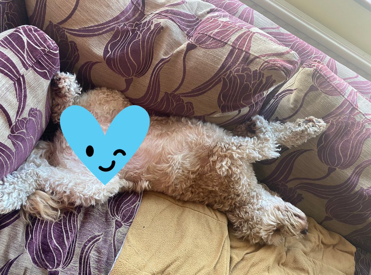 it’s hardwork being the home office dog! #sleepingonthejob