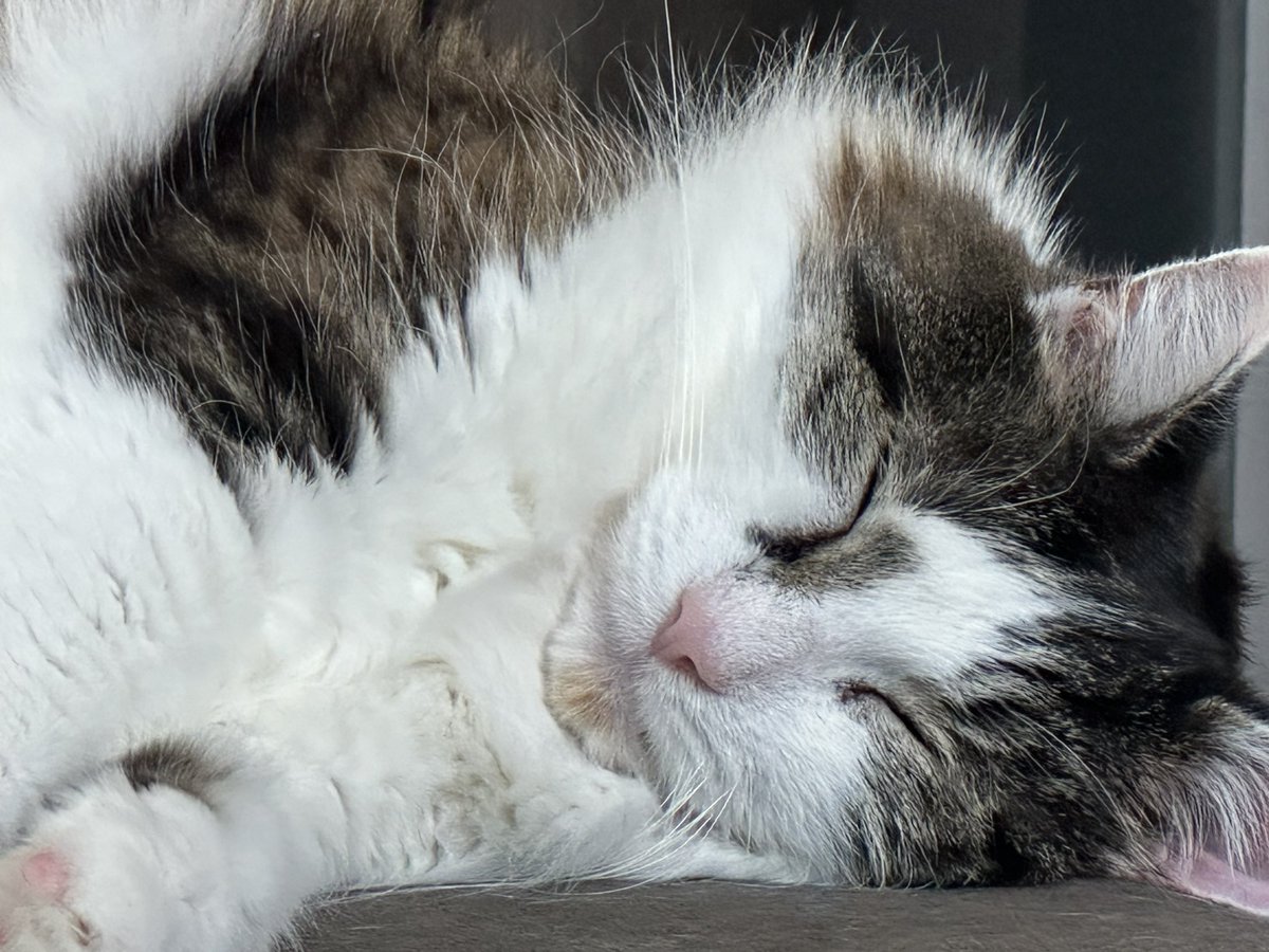 Meownificent_7's tweet photo. @CosmicJane1 Hid behind and in an old couch for almost a year … here he is basking in the sun on the couch… it just takes time eventually, they will not see you as a threat https://t.co/orVPnnnXTs