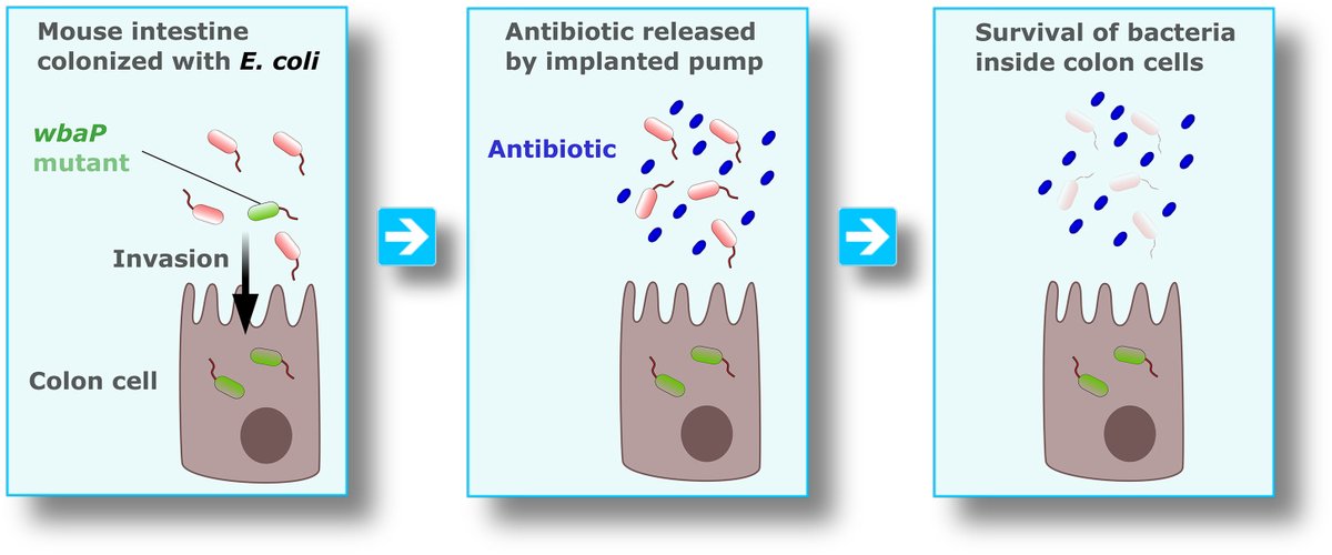 Invade to evade: E. coli’s gutsy survival strategies. Mulla &Bollenbach @UniCologne highlight work of @Dr_ErdalToprak & Koh lab @UTSWNews showing that specific mutations allow E.coli to invade intestinal cells in mice, thereby evading #antibiotic treatment cell.com/cell-host-micr…