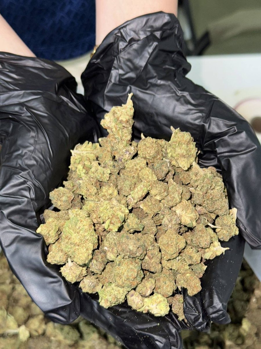 lotusunko's tweet photo. Strain : Marshmallow OG 🍭🧁
🔸 Pop in door ติดม่วง(ม่วง)
🔸 THC 25%
🔸 ดอกแข็งๆอินดอร์🥶
https://t.co/x4fLfjmr7Z
#กัญชารังสิต #กัญชาเชียงใหม่ #กัญชาภูเก็ต #รับงาน #ภูเก็ต #ยะลา #นราธิวาส #ปัตตานี #ชุมพร #พังงา #สายเขียว #กัญชากทม #กัญชาog #กัญชาออแกนิค 
#กัญชากรุงเทพ #กัญชานอก https://t.co/3iw1Yah1DY