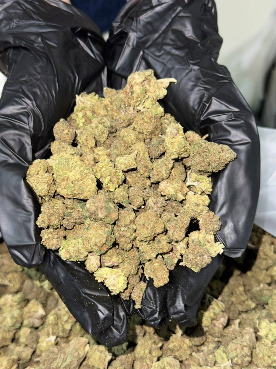 lotusunko's tweet photo. Strain : Marshmallow OG 🍭🧁
🔸 Pop in door ติดม่วง(ม่วง)
🔸 THC 25%
🔸 ดอกแข็งๆอินดอร์🥶
https://t.co/x4fLfjmr7Z
#กัญชารังสิต #กัญชาเชียงใหม่ #กัญชาภูเก็ต #รับงาน #ภูเก็ต #ยะลา #นราธิวาส #ปัตตานี #ชุมพร #พังงา #สายเขียว #กัญชากทม #กัญชาog #กัญชาออแกนิค 
#กัญชากรุงเทพ #กัญชานอก https://t.co/3iw1Yah1DY