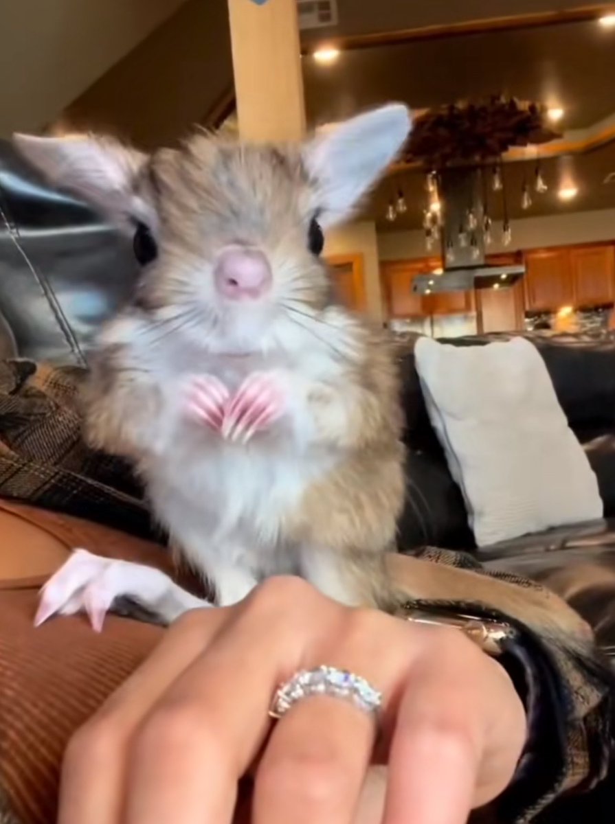 EricBaudour's tweet image. new creature