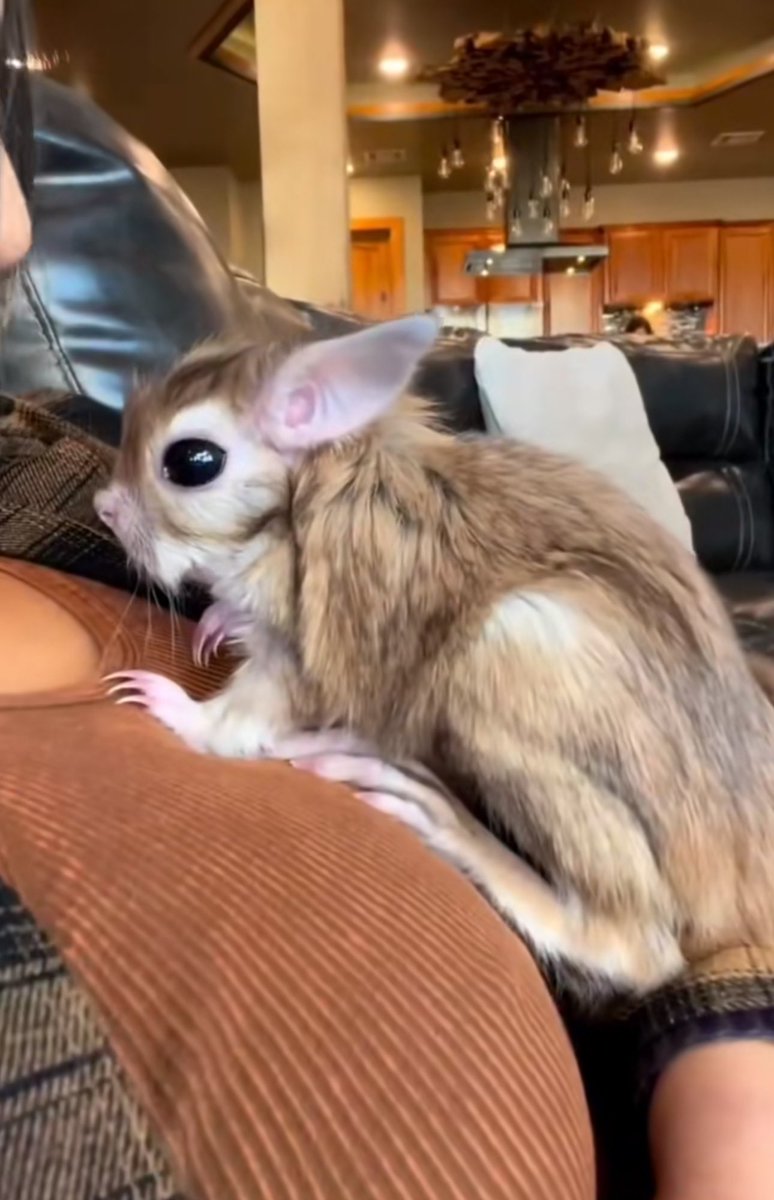 EricBaudour's tweet image. new creature