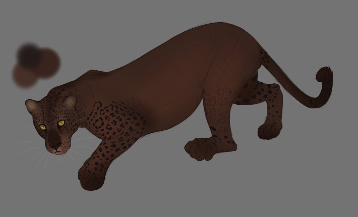 bobbucattu's tweet photo. leftovers from #febroary .... maybe some day i'll finish these.... (i won't)
#leopard #lion #serval #puma #mountainlion #cougar https://t.co/K5fEp4vAZd
