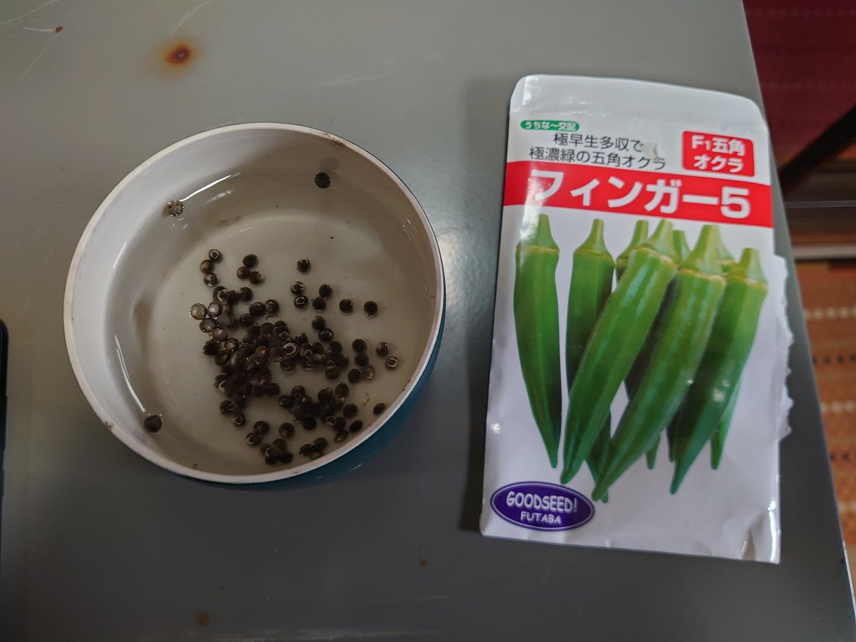 vegetabledream's tweet photo. そういえばオクラを植えました！
＃家庭菜園 https://t.co/jUWlHeX4qb