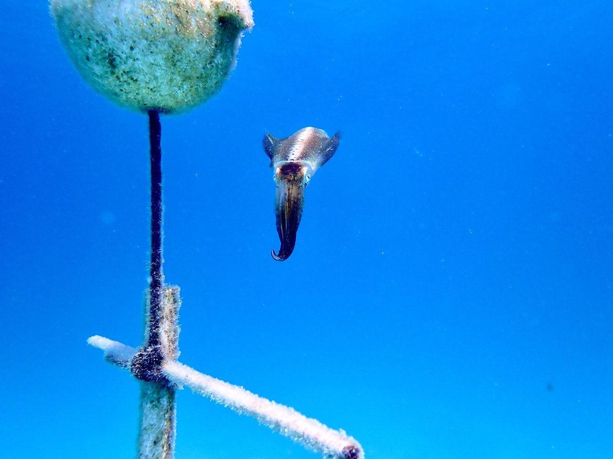 This lil guy was very interested in our tissue sampling in the nursery yesterday 🦑