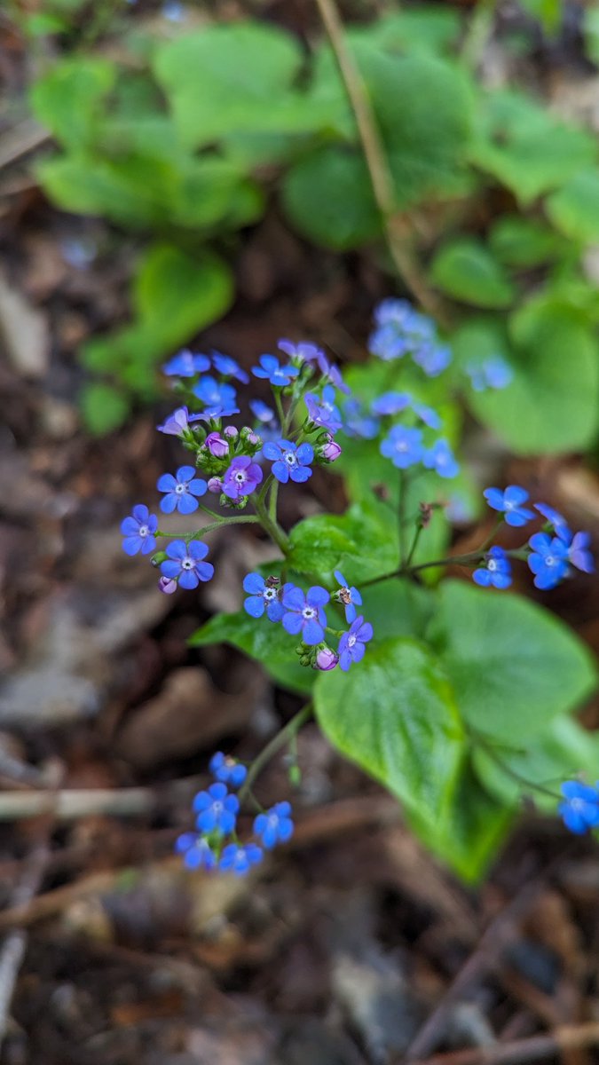 Exploring spring flowers this morning on our latest @NENature_ #GosforthsWildWeb walk. Several surprises to be had in Siberian Squill, Three-cornered Leek and even Brunnera... in a woodland. Newcastle is rarely dull! 🌱🔎