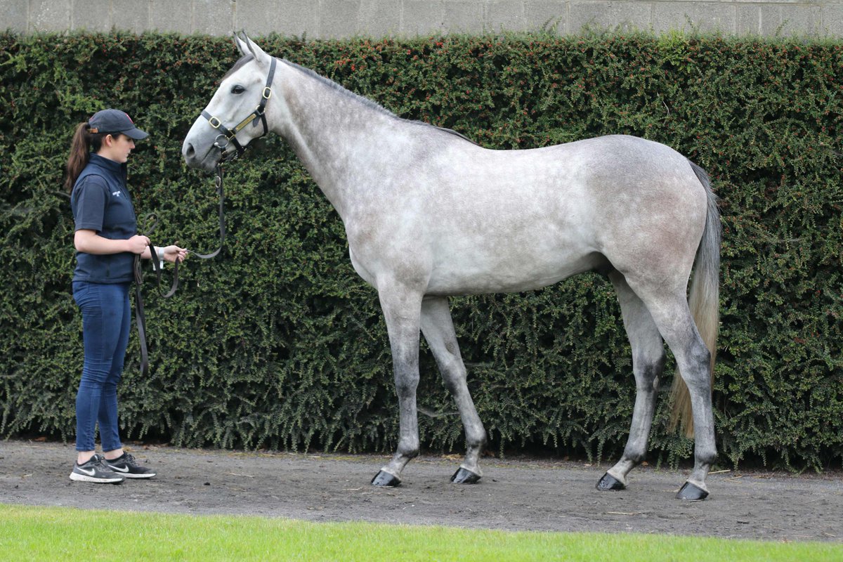 IREthoroughbred's tweet photo. Could you have picked out this future G1 winner? ✅

@DSkeltonRacing Turner Novices' Chase victor GREY DAWNING (IRE) as a 3yo before being sold from @Castledillon4 to Brendan Bashford at @Tattersalls_ie Derby Sale. 😍

#CheltenhamFestival https://t.co/wOgTzO6qHG
