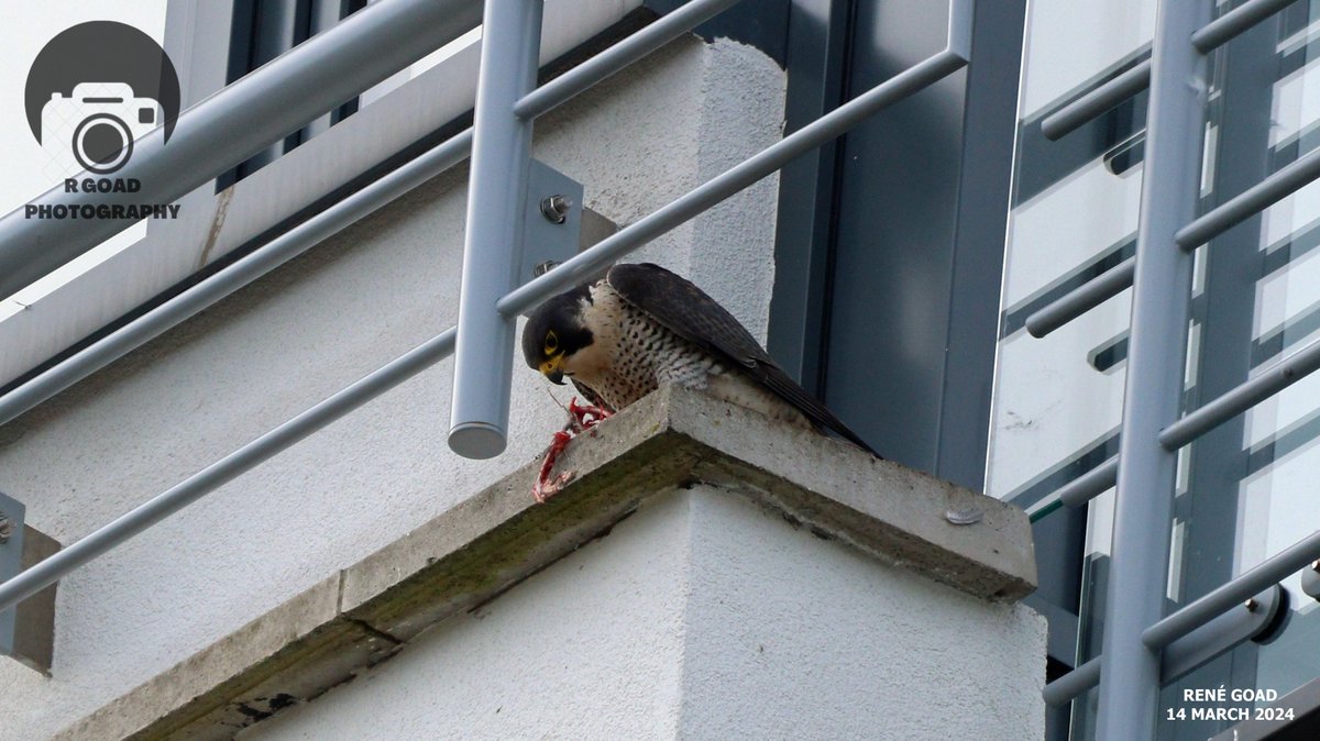 Peregrine feeding time 11:55. Was probably a stored prey from an earlier catch.