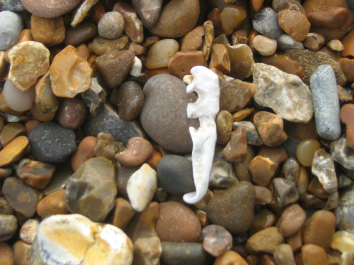 jonnyald's tweet photo. down at Felixstowe beach #beachhuts #walkers #surf #seashell #shingle #beach #cruching #sounds #lifesgreat #suffolk #coast https://t.co/NDcB8R1x62