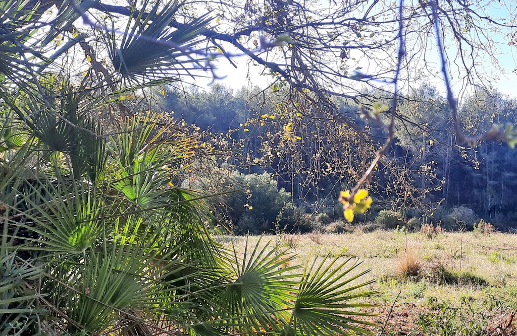 Vakapiupiu's tweet photo. En la darrera setmana han brotat de cop les figueres a #Balmins fulles i fruit alhora, pocs arbres ho fan. També les moreres. @RitmeNatura
I algun gran roure a la Riera de #Jafre per #Ribes amb aquesta estranya conjunció de roure-margalló que es dóna aquí al massís del #Garraf https://t.co/zuQwvCU13E