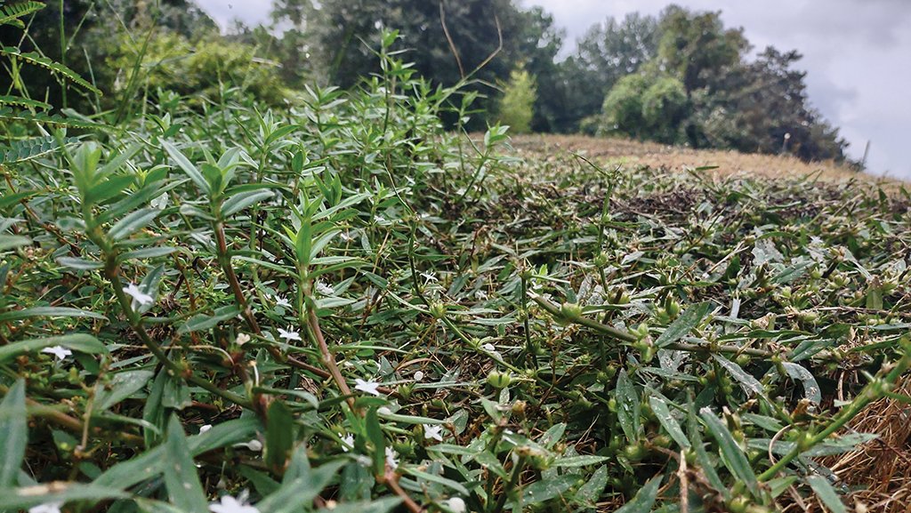 THE TURF ZONE (@theturfzone) on Twitter photo Replacing grass lawns with flower gardens, white clover fields, or meadows may be beneficial for pollinators and people in some areas, it ignores the documented want and need for lawns in modern society. Learn more on <a href="/TheTurfZone/">THE TURF ZONE</a> #podcast via <a href="/Blubrry/">blubrry</a> > media.blubrry.com/theturfzone/co… Replacing grass lawns with flower gardens, white clover fields, or meadows may be beneficial for pollinators and people in some areas, it ignores the documented want and need for lawns in modern society. Learn more on <a href="/TheTurfZone/">THE TURF ZONE</a> #podcast via <a href="/Blubrry/">blubrry</a> > media.blubrry.com/theturfzone/co…