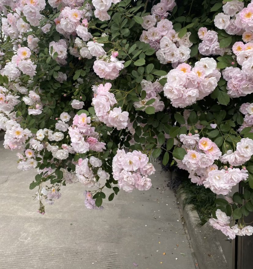 for the flower people
